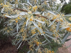 Elaeagnus angustifolia