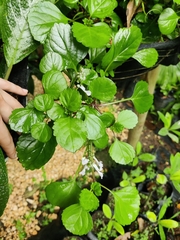Plectranthus verticillatus