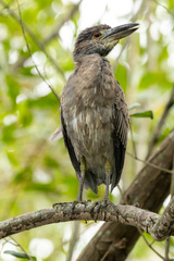 Nyctanassa violacea