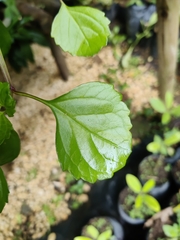 Plectranthus verticillatus