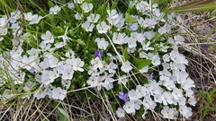 Phlox multiflora