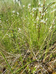 Trichophorum alpinum