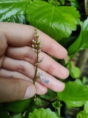 Plectranthus verticillatus