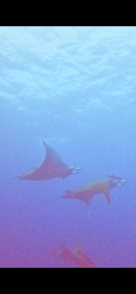 Sicklefin devil ray