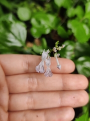 Plectranthus verticillatus