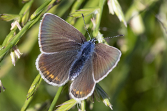 Polyommatus amandus