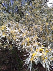 Elaeagnus angustifolia