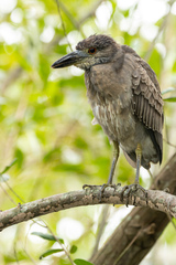 Nyctanassa violacea