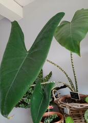 Alocasia zebrina