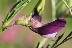 Vicia peregrina