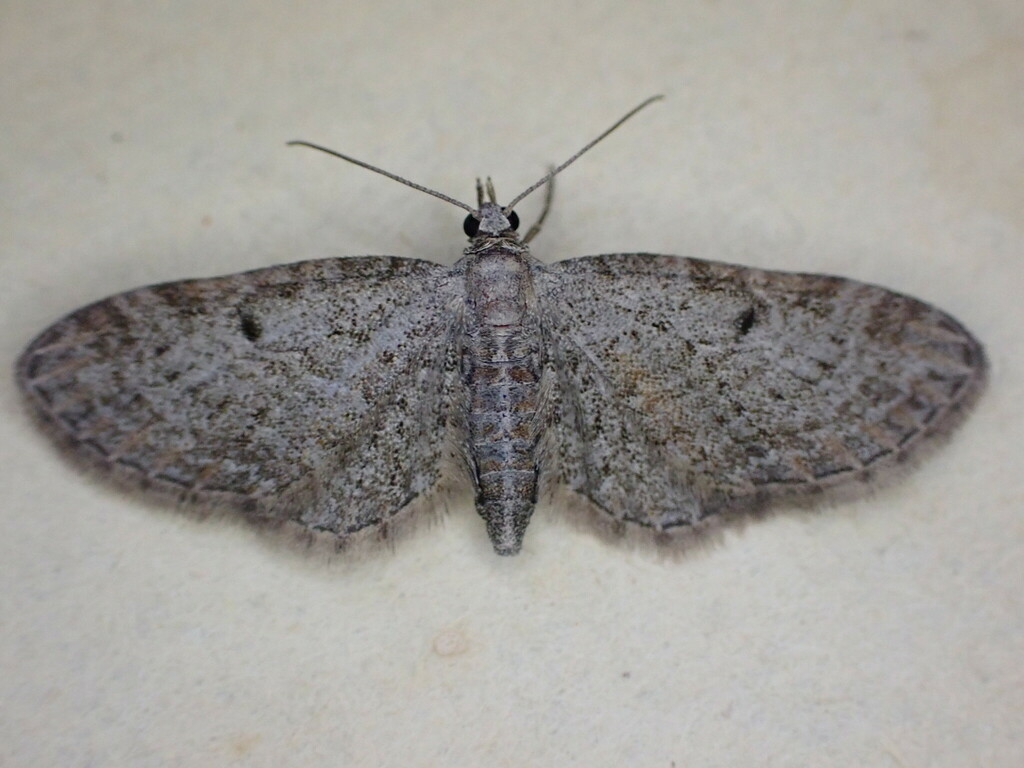 Slender Pug