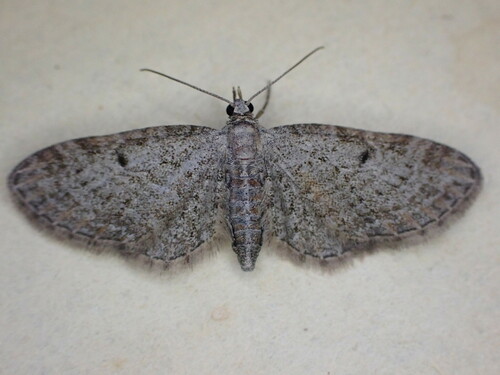 Slender Pug