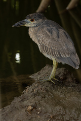 Nyctanassa violacea