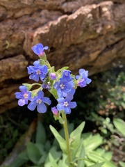Hackelia velutina