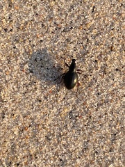 Otiorhynchus atroapterus