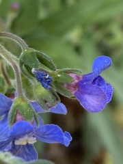 Hackelia velutina