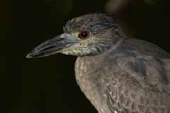 Nyctanassa violacea
