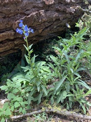 Hackelia velutina