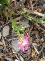 Centaurea pectinata