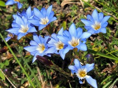 Gentiana arisanensis