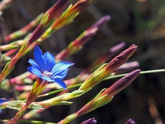 Gentiana arisanensis