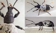 Otiorhynchus rugosostriatus