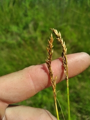 Carex prairea