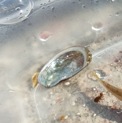 Haliotis tuberculata