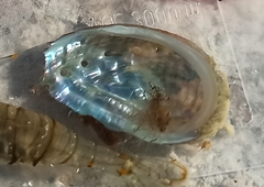 Haliotis tuberculata