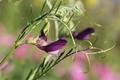 Vicia peregrina