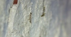 Neurobathra strigifinitella