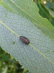 Chrysomela vigintipunctata
