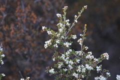 Cryptandra tomentosa