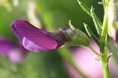 Vicia peregrina