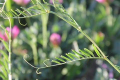 Vicia peregrina
