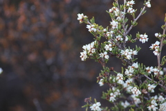 Cryptandra tomentosa