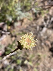 Chaenactis douglasii douglasii