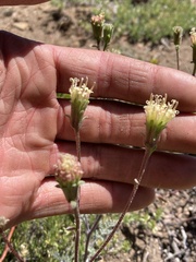 Chaenactis douglasii douglasii