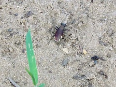 Cicindela