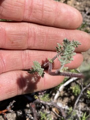 Chaenactis douglasii douglasii
