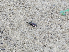 Cicindela