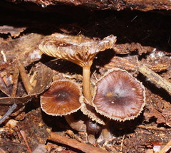 Trogia straminea