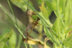 Sympetrum meridionale
