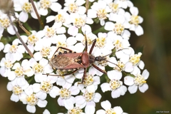 Rhynocoris erythropus