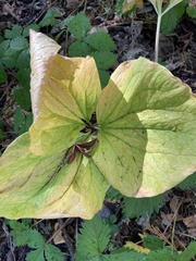 Trillium angustipetalum