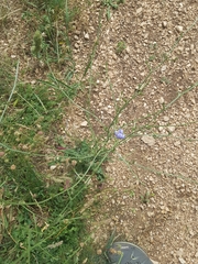 Cichorium intybus intybus