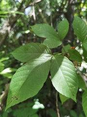 Allophylus racemosus