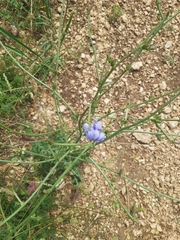 Cichorium intybus intybus