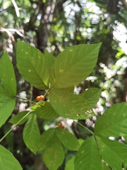 Allophylus racemosus