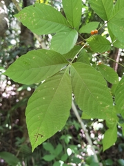 Allophylus racemosus